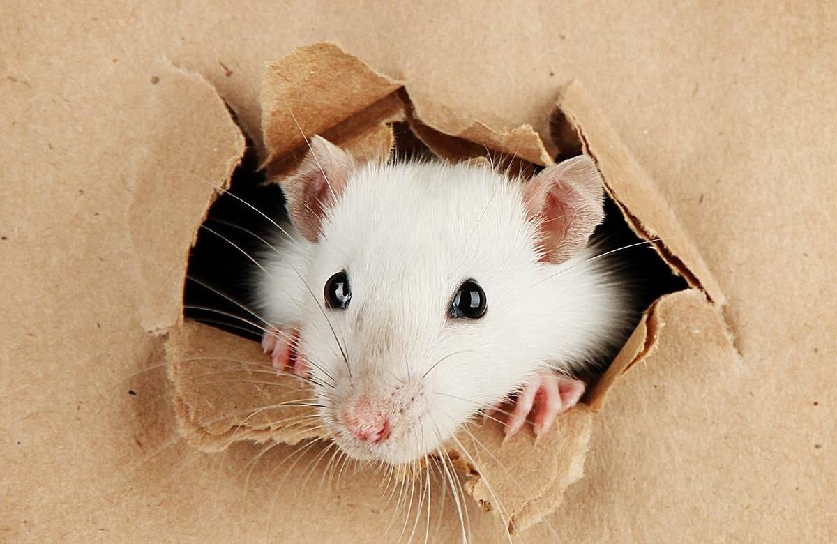 <span style="font-weight: bold;">Дератизация</span> 